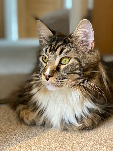 Dexter the cat